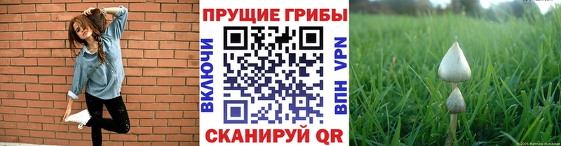 Галлюциногенные грибы прущие грибы  Ирбит 